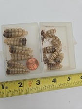 Small rattlesnake rattles for sale  Aberdeen