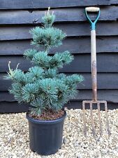Pinus parviflora negishi for sale  SOUTHAMPTON