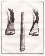 Girafa GIRAFFE África Animales Grabado Grabado En Cobre Buffon 1780 comprar usado  Enviando para Brazil