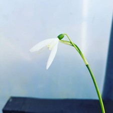 Galanthus reginae olgae for sale  HOLYHEAD