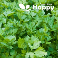 Parsley italian giant for sale  DONCASTER