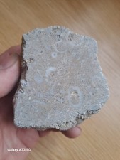 Polished fossil crinoid for sale  NOTTINGHAM