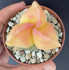 Gros cactus panaché d'occasion  Aire-sur-l'Adour