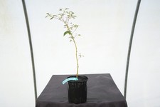 Acer palmatum hana for sale  Hendersonville