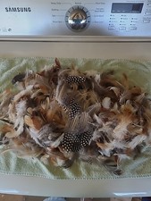 Large lot chicken for sale  Natural Bridge