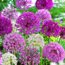 Allium mixed varieties for sale  UK