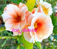 New adenium obesum d'occasion  Expédié en Belgium