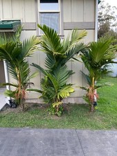 Pinanga coronata palm for sale  Kamuela
