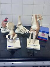 human anatomy model for sale human anatomy model for sale DOVER