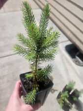 Majestic blue spruce for sale  La Grande