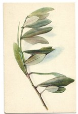 piante ulivo usato  Savona