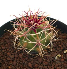 Ferocactus chrysacanthus m319 usato  Napoli