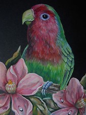 African bird lovebird for sale  East Stroudsburg