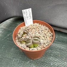 lithops for sale lithops for sale EASTBOURNE