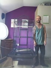 5ft northern parrot for sale  LEISTON
