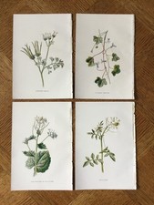 antique botanical prints for sale  CROOK