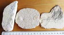 Solnhofen stücke dem gebraucht kaufen  Hof