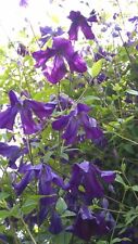 Clematis viticella sp. for sale  DORCHESTER
