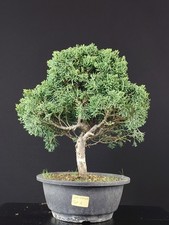 Bonsai ginepro giapponese usato  Cison di Valmarino