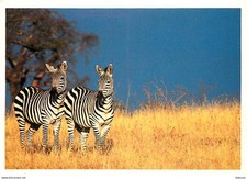 Animaux zèbres collection d'occasion Animaux zèbres collection d'occasion  Fruges