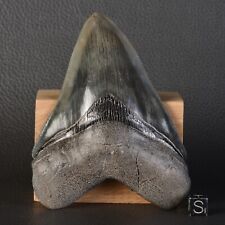 Otodus megalodon shark d'occasion  Expédié en Belgium