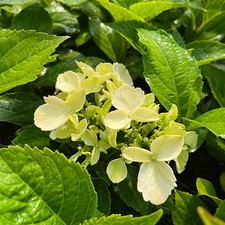 Hortensja ogrodowa Mariesi Perfecta P9/C1 na sprzedaż  PL