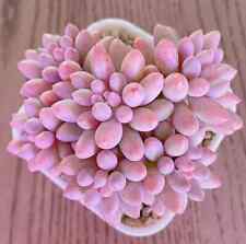 Pachyphytum machucae baby for sale  HULL