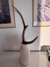 Véritable bois cerf d'occasion  Rennes-