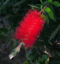 Callistemon citrinus splendens usato  Napoli