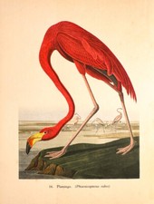 American flamingo antique for sale  New Providence