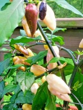 Heirloom pepper seeds for sale  Newcomerstown