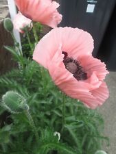 Poppy papaver oriental for sale  LONDON