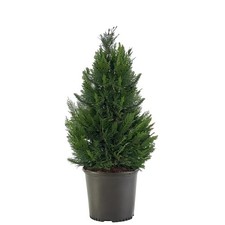 Leyland cypress tree for sale  Richland