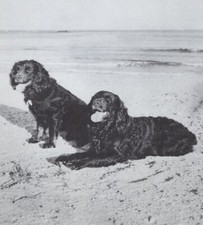 Boykin spaniel duo for sale  Tampa