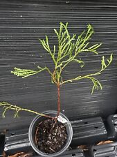 Whipcord arborvitae for sale  Martin