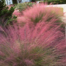 100 seeds purple for sale  Mount Vernon