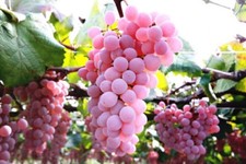 Semi pink grape usato  Trappeto