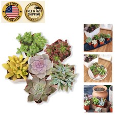 Drought tolerant live for sale  Sunrise Beach