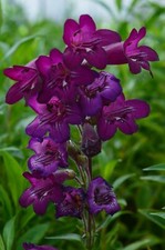Penstemon pensham bilberry for sale  STOKE-ON-TRENT