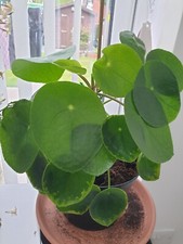 friendship plant for sale friendship plant for sale SUTTON