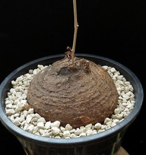 Cyphostemma elephantopus caude for sale  Shipping to United Kingdom