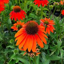 Echinacea lakota orange for sale  BELPER