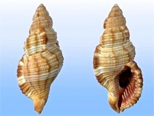 Ranellidae cymatium pileare usato  Roma