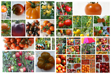 Tomatensamen weitgehend resist gebraucht kaufen  Erding