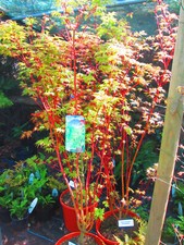 6ft inc. pot for sale  OXFORD