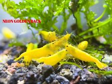 Neon yellow shrimp for sale  Houston