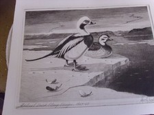 duck stamp prints for sale  Coloma