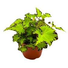 Begonia jive rhizomatous for sale  Sorrento