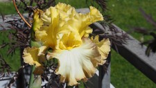 Iris schwertlilie autumn gebraucht kaufen  Giengen an der Brenz