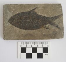 Fossil fish jianghanichthys for sale  ST. ALBANS